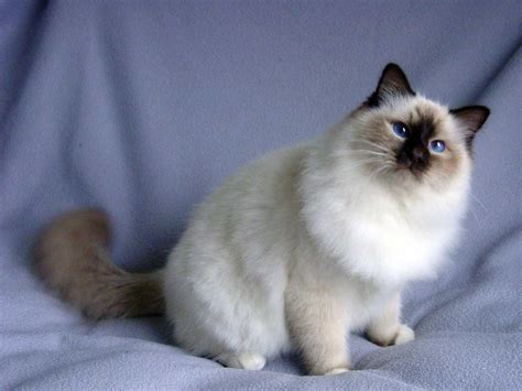 Birman Cat Wallpapers | Animals Library