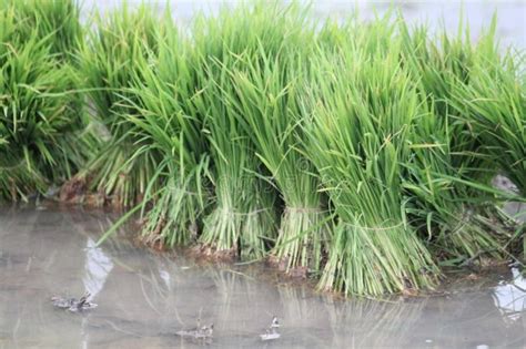 Rice Seed for Planting in the Rice Field Stock Photo - Image of farmer ...