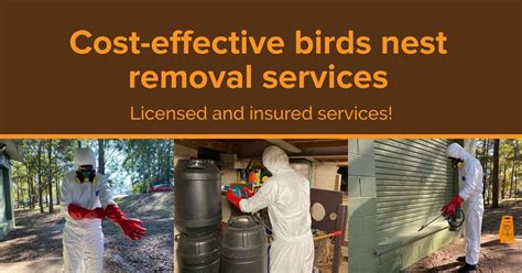 Bird Nest Removal Leongatha South » Alpha Pest Control