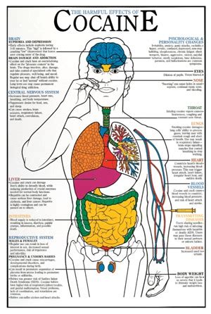 Harmful Effects of Cocaine