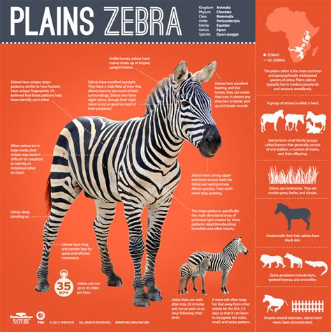 Great Zebra Exodus ~ Infographic: All About the Plains Zebra | Nature | PBS | Plains zebra ...