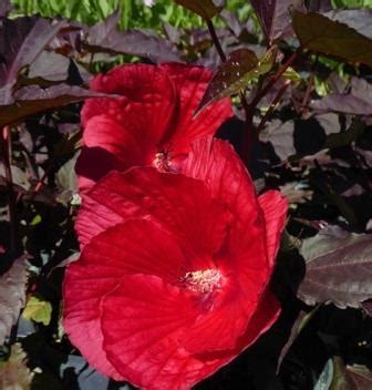 Pruning Hardy Hibiscus For Winter