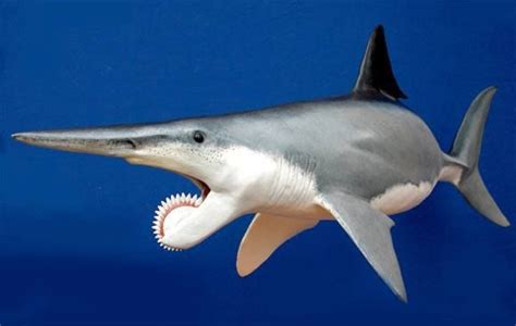 Helicoprion Shark | Shark Week | Pinterest