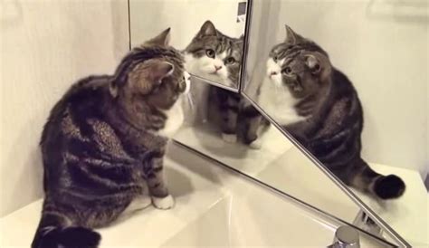 Cats And Mirrors: A Spectrum Of Hilarious Reactions