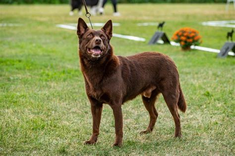 Australian kelpie: Dog breed characteristics & care