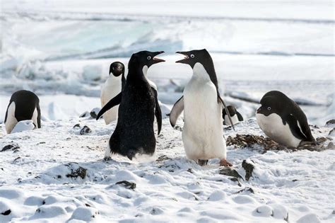 Penguins Disneynature Wallpapers - Wallpaper Cave