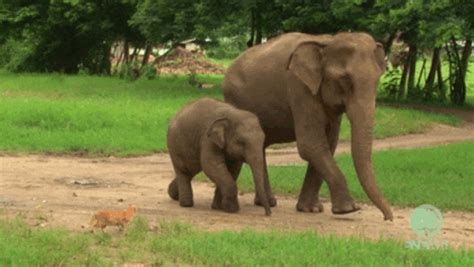 Baby Elephant GIF - Find & Share on GIPHY