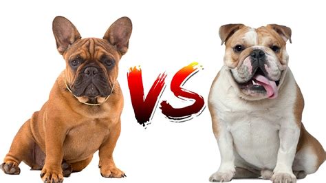 Top Frenchie Vs French Bulldog Check it out now | bulldogs