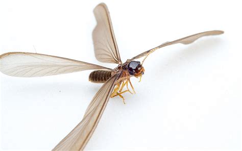 Flying Termites - Winged Termites Surprising Facts