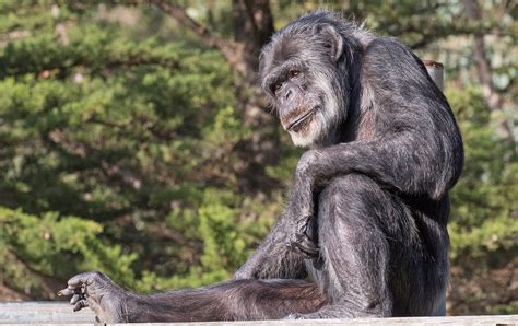 Oldest male chimpanzee in U.S. dies at age 63 at California zoo | Reuters