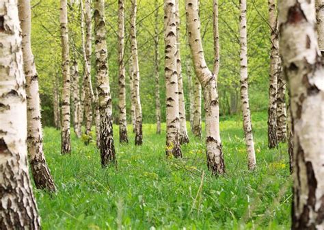 Birch Tree Forest in Morning Stock Image - Image of nature, ecosystem: 113730373