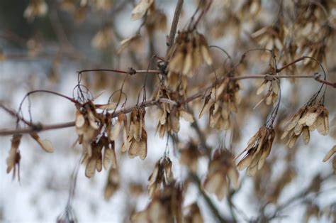 Free Images : tree, nature, branch, snow, winter, plant, wood, leaf, flower, frost, wildlife ...