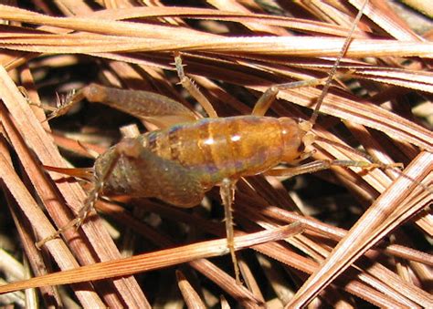 Little Creatures That Rule the Earth: Rhaphidophoridae