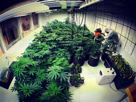 Pruning Cannabis Complete Guide for Growers | Marijuana Seeds Canada