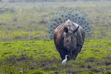 Finalists of the 2018 Comedy Wildlife Photography Awards | PetaPixel