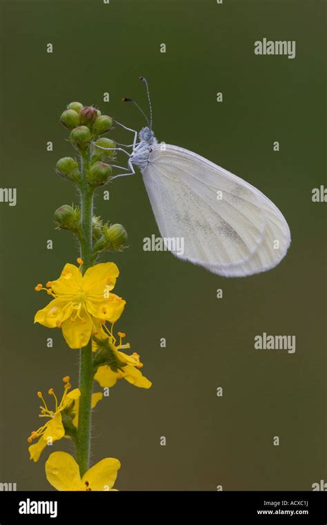 Wood White Butterfly Stock Photo - Alamy