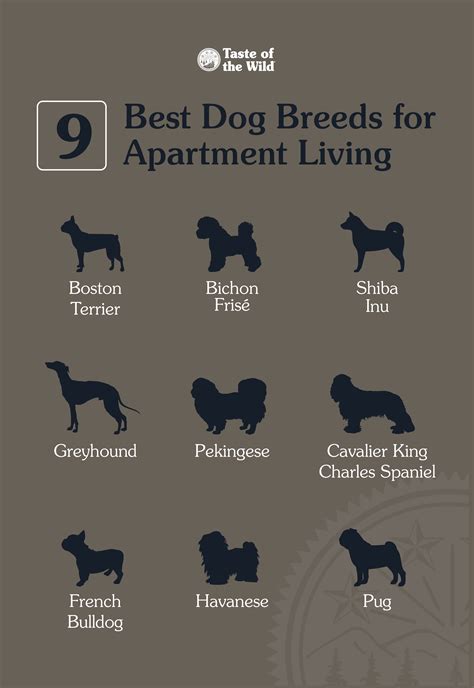 Apartment Dogs Breeds, Best Apartment Dogs, Best Dog Breeds, Best Dogs ...