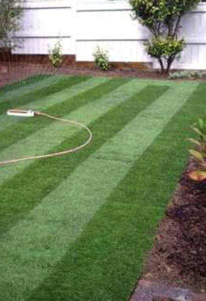 Natural Grass for Cricket Ground Manufacturer in Delhi Delhi India by ...