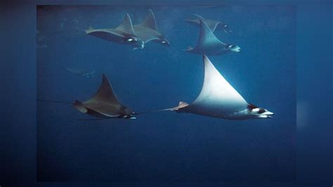 Mobula munkiana Munk's devil ray