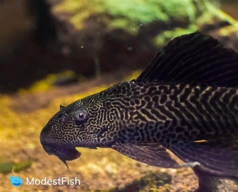 Types Of Plecos: Which One Is Right For Your Tank?