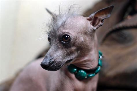 15 Weird-Looking Dog Breeds