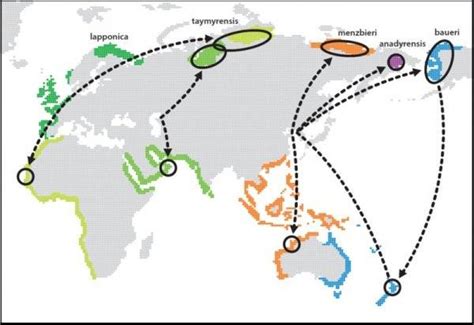 World Migratory Bird Day: Bar-tailed godwit