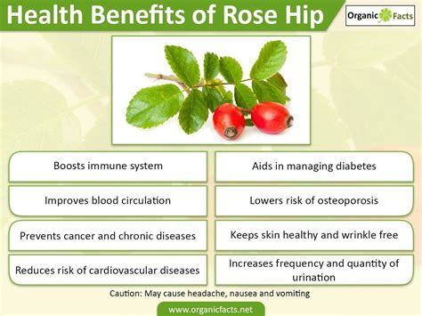 Rosehips : Food For Your Face | Tea benefits, Rosehip tea, Health benefits