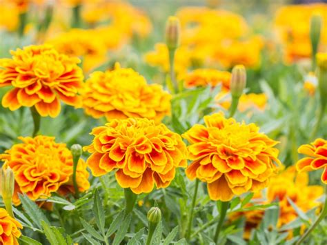 Growing Marigolds For Flowers In Your Garden