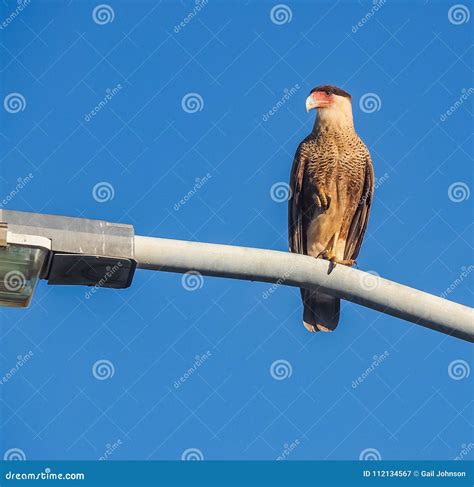 Caracara Bird of Prey Curacao Views Stock Image - Image of view, tropical: 112134567