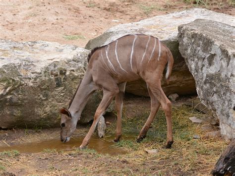 The Online Zoo - Greater Kudu