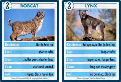 BOBCAT vs. LYNX Sometimes identifying animals can... | Bobcat, Animals ...