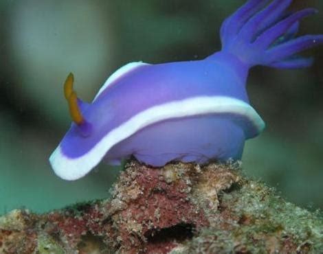 Sea Slug | Animal Wildlife