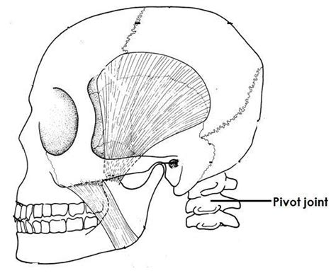 Pivot Joint Neck Diagram