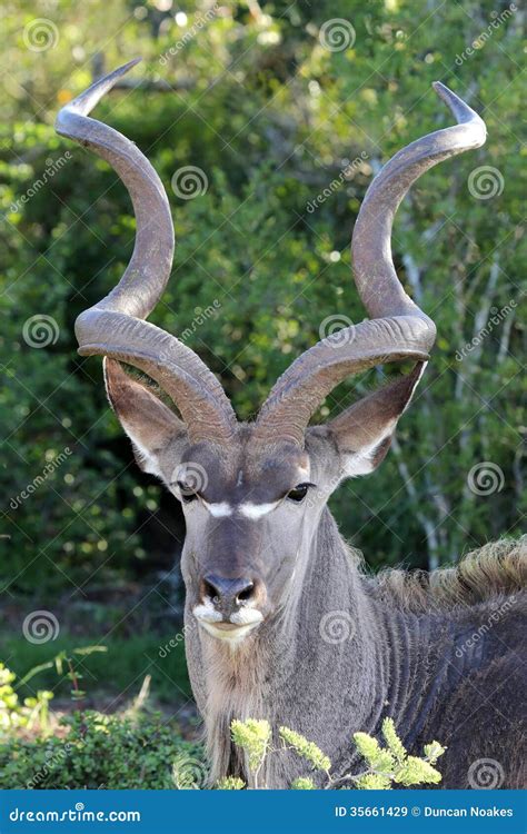 Kudu Antelope Portrait Royalty Free Stock Images - Image: 35661429