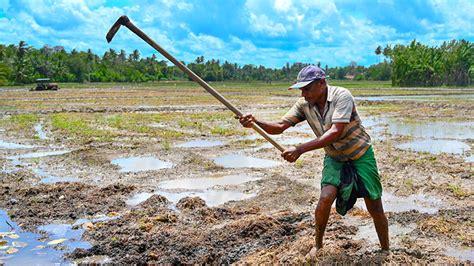 Fertiliser Ban Decimates Sri Lankan Crops As Government, 54% OFF