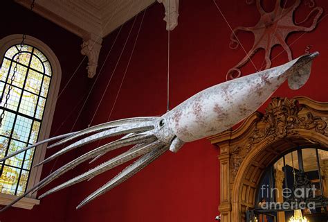 Strange Creatures at the Oceanographic Museum of Monaco Jacques Cousteau Museum Photograph by ...