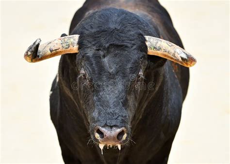 A Strong Spanish Bull with Big Horns in a Traditional Spectacle of Bullfight Stock Image - Image ...