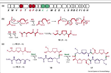 Figure 1 from Polyketide biosynthesis beyond the type I, II and III polyketide synthase ...