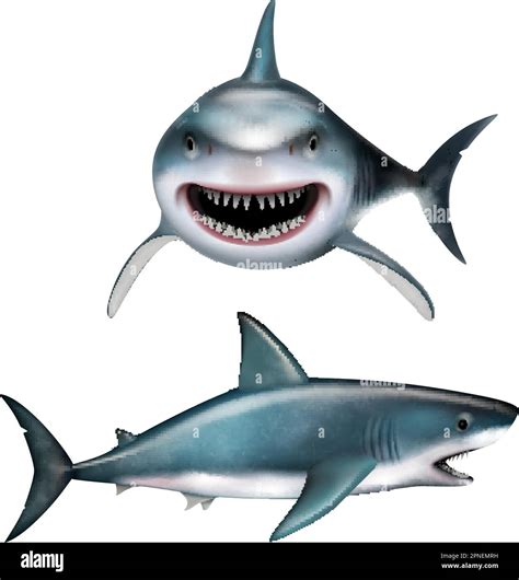 Realistic shark with open mouth front and side views isolated vector illustration Stock Vector ...