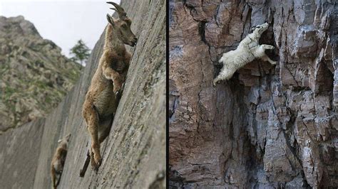 10 Images That Prove Mountain Goats Are Better Rock Climbers Than You And I