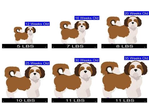 Shih Tzu Growth Chart. Shih Tzu Weight Calculator.