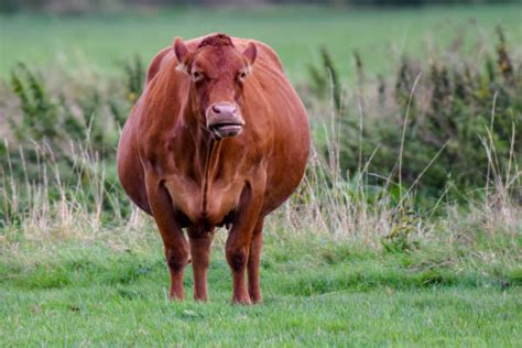 Pregnant Cow Stock Photos, Pictures & Royalty-Free Images - iStock