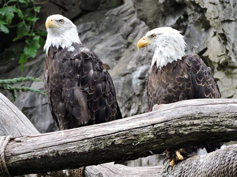 How to Protect Eagles from Wind Turbines – Liberty and Ecology Blog