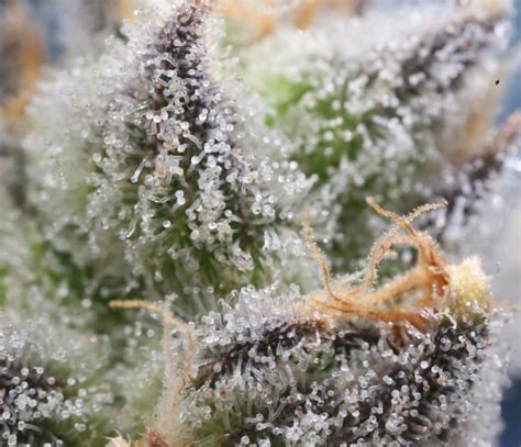 5 Strongest Weed Strains of 2023 - Dagga Seeds