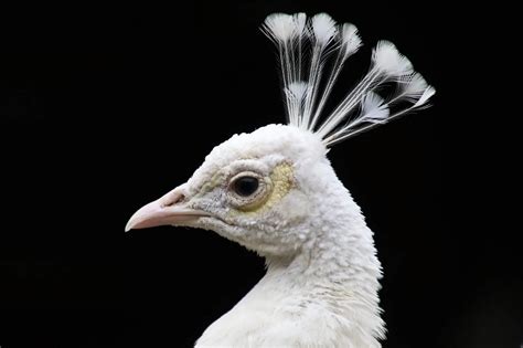 Stunning White Peacocks - All the Facts and Pictures? - Bird Advisors