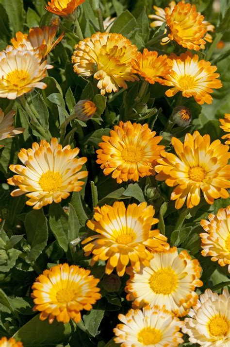 CALENDULA officinalis Oopsy Daisy - Muller Seeds