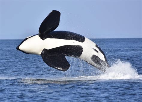 This male Bigg’s Killer Whale breaching in the Strait of Georgia : r/BeAmazed