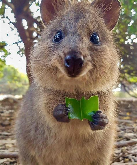 Quokka | Квокка, Детеныши животных, Забавные зверюшки