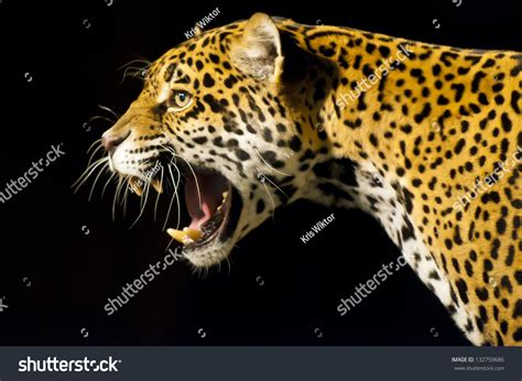 Roaring Adult Female Jaguar Over Black Stock Photo 132759686 | Shutterstock