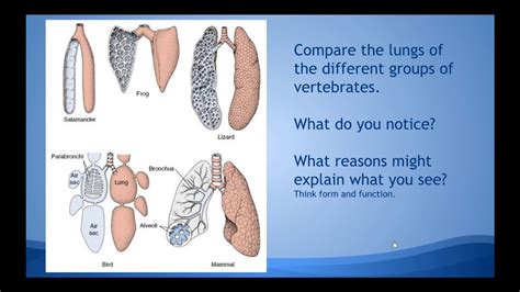 Comparative Anatomy Instructions - YouTube